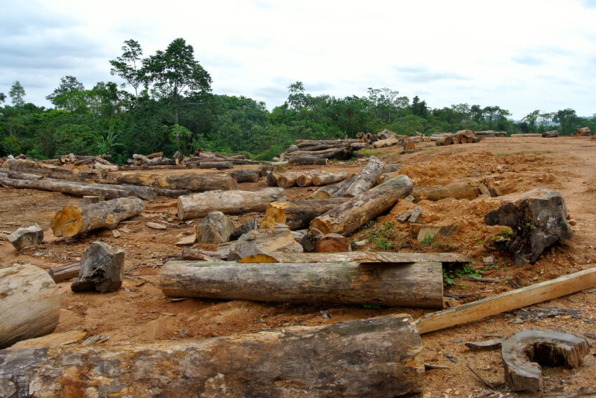 deforestation