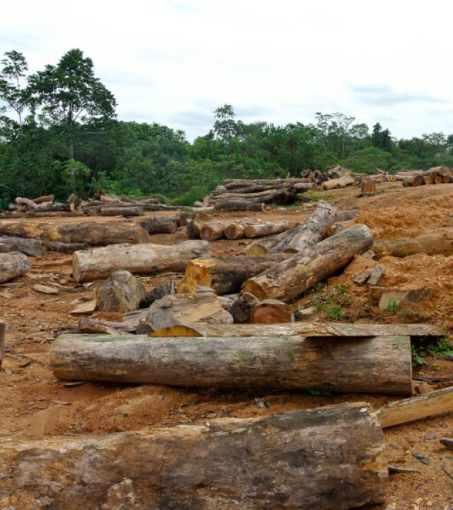 nigeria-cross-river-deforestation-e1674657767934 deforestation